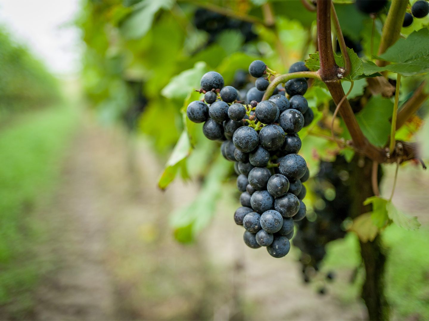 Tessin.ch: Dorffest, Winzerfest - Mendrisio in 6850 Mendrisio 