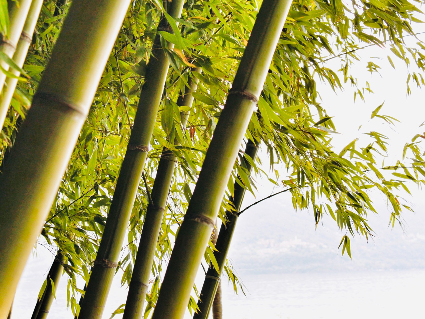 Tessin.ch: Brissago Inseln - Botanischer Garten in Isole di Brissago 