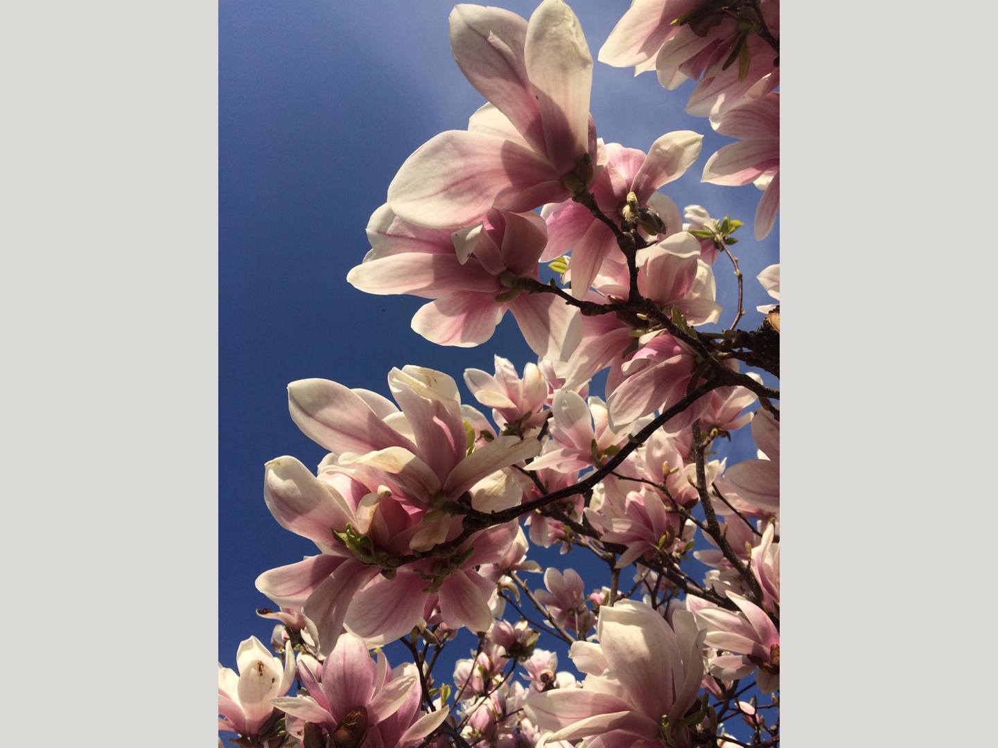 Tessin.ch: Botanischer Garten von Gambarogno in 6575 San Nazzaro 