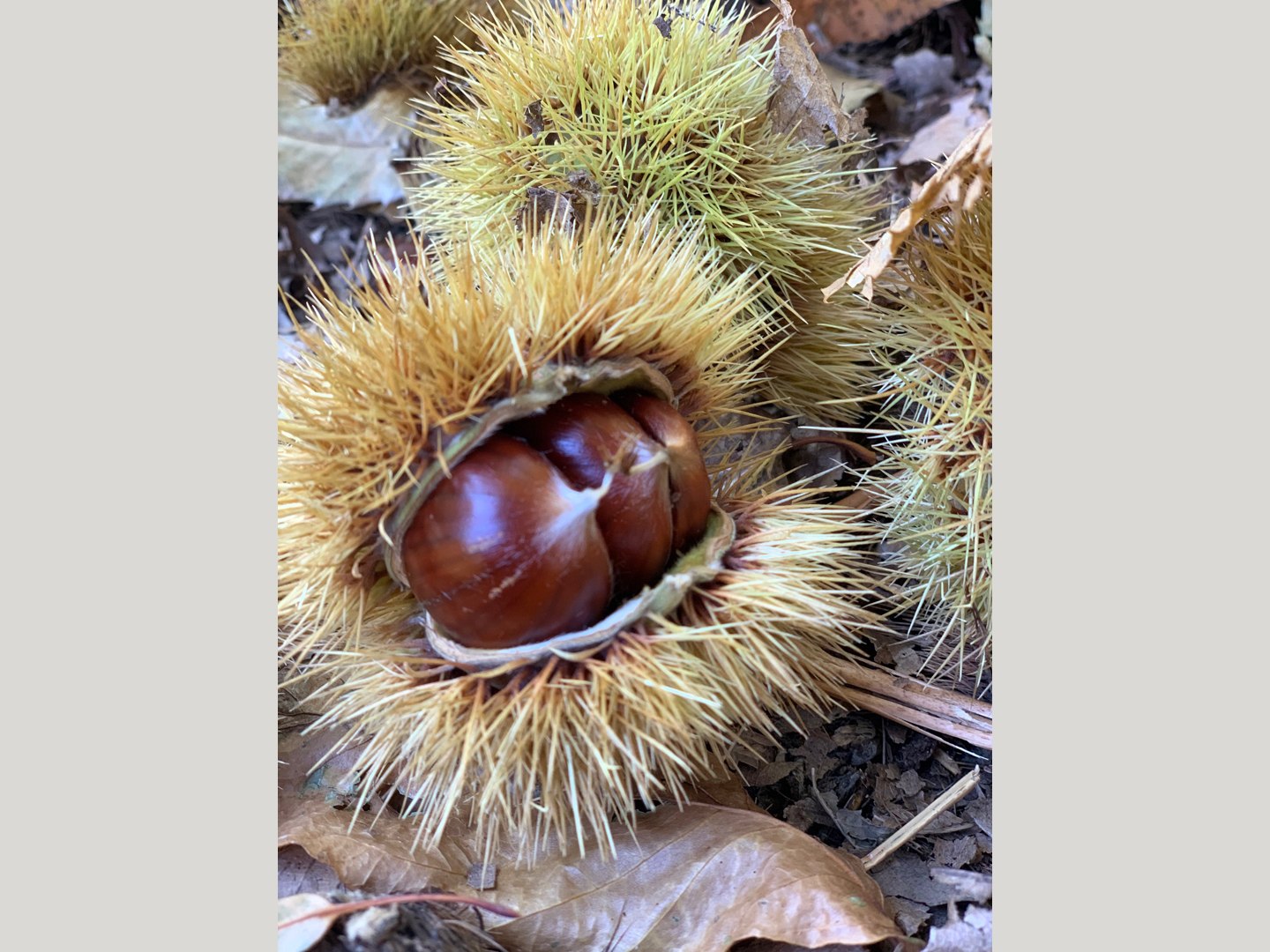 Tessin.ch: Kastanienweg Alto Malcantone in 6939 Alto Malcantone 